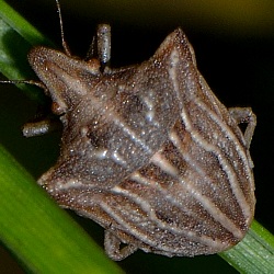 Ancyrosoma leucogrammes